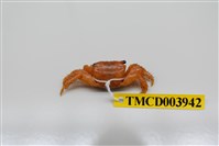 藏品(方形大額蟹)的圖片